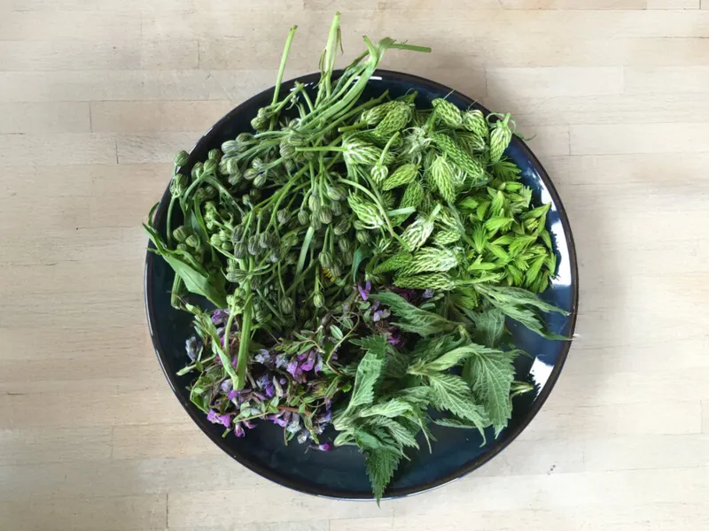 Wildpflanzen erkennen und verarbeiten