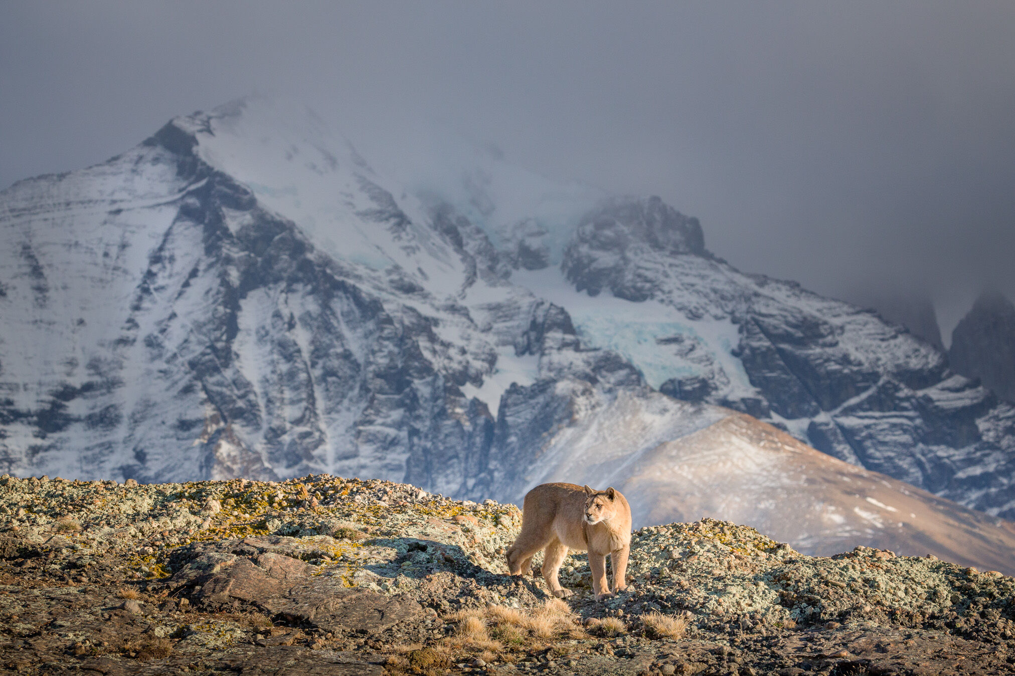Puma (Puma concolor), female, Torres del Paine, Patagonia, Chile
