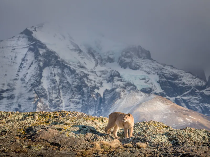 Puma (Puma concolor), female, Torres del Paine, Patagonia, Chile