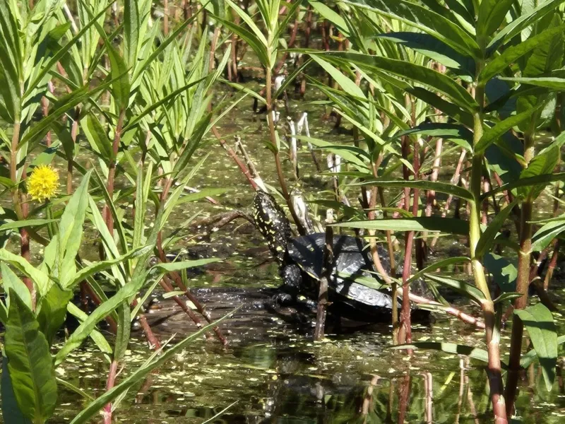 Tier um vier im Naturama-Garten: Sumpfschildkröte