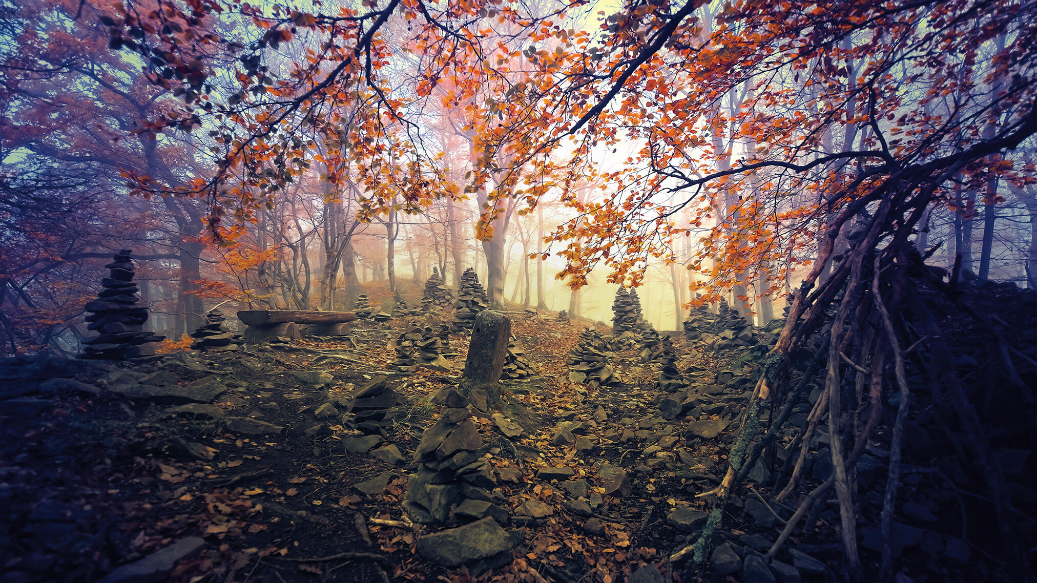 Die Seele des Waldes