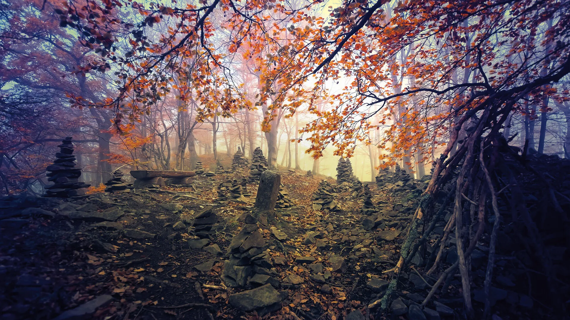 Die Seele des Waldes