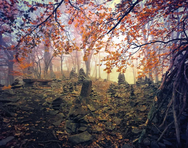 Die Seele des Waldes