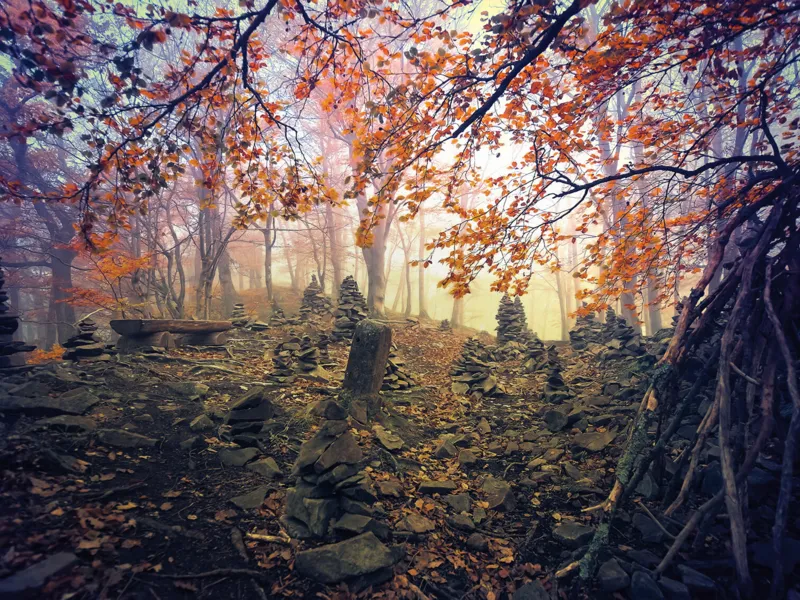 Die Seele des Waldes