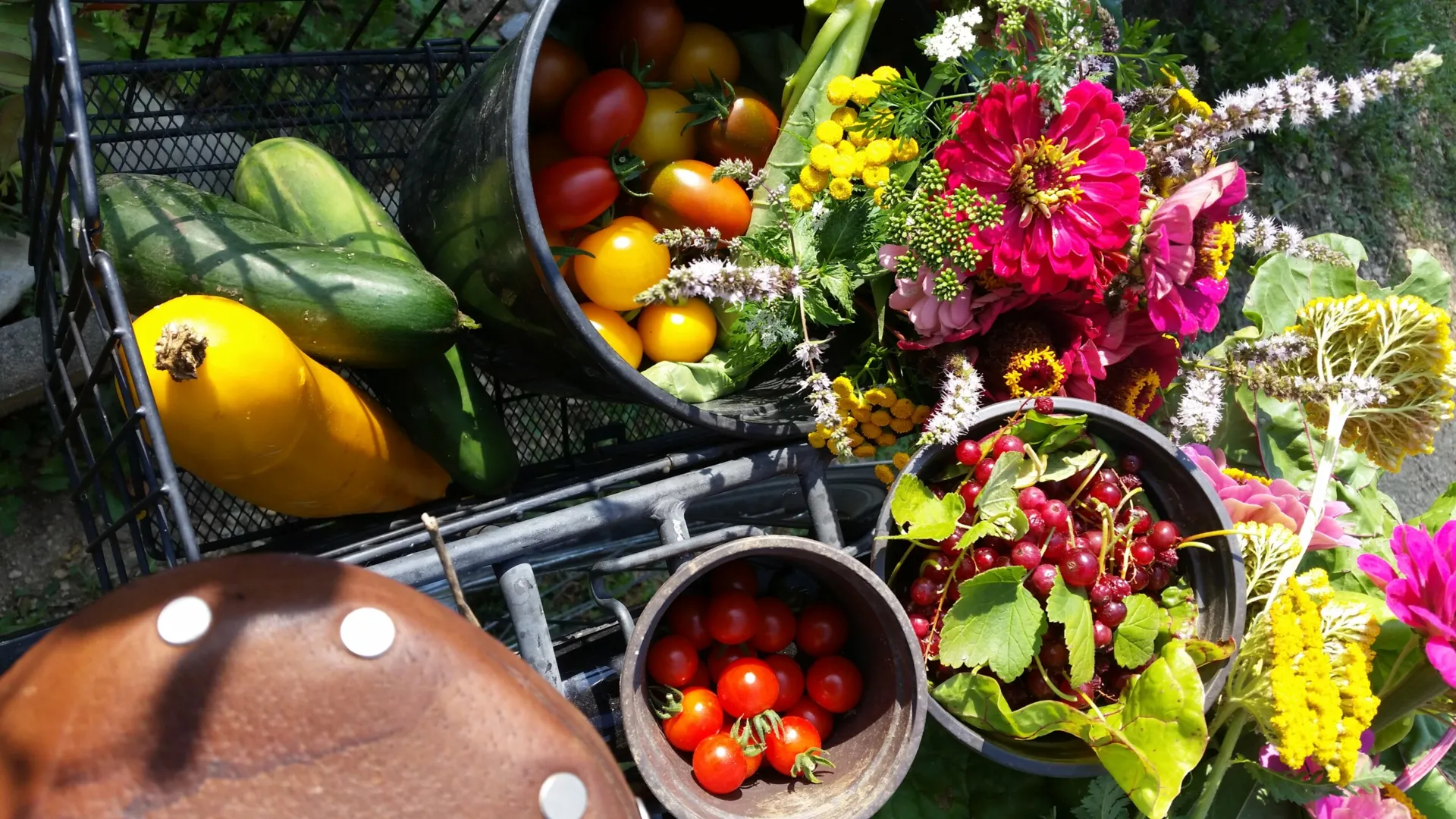 Vortrag Saatgut gewinnen im eigenen Garten