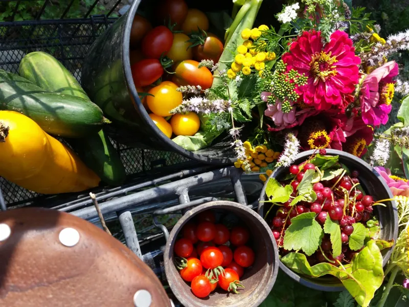 Vortrag Saatgut gewinnen im eigenen Garten