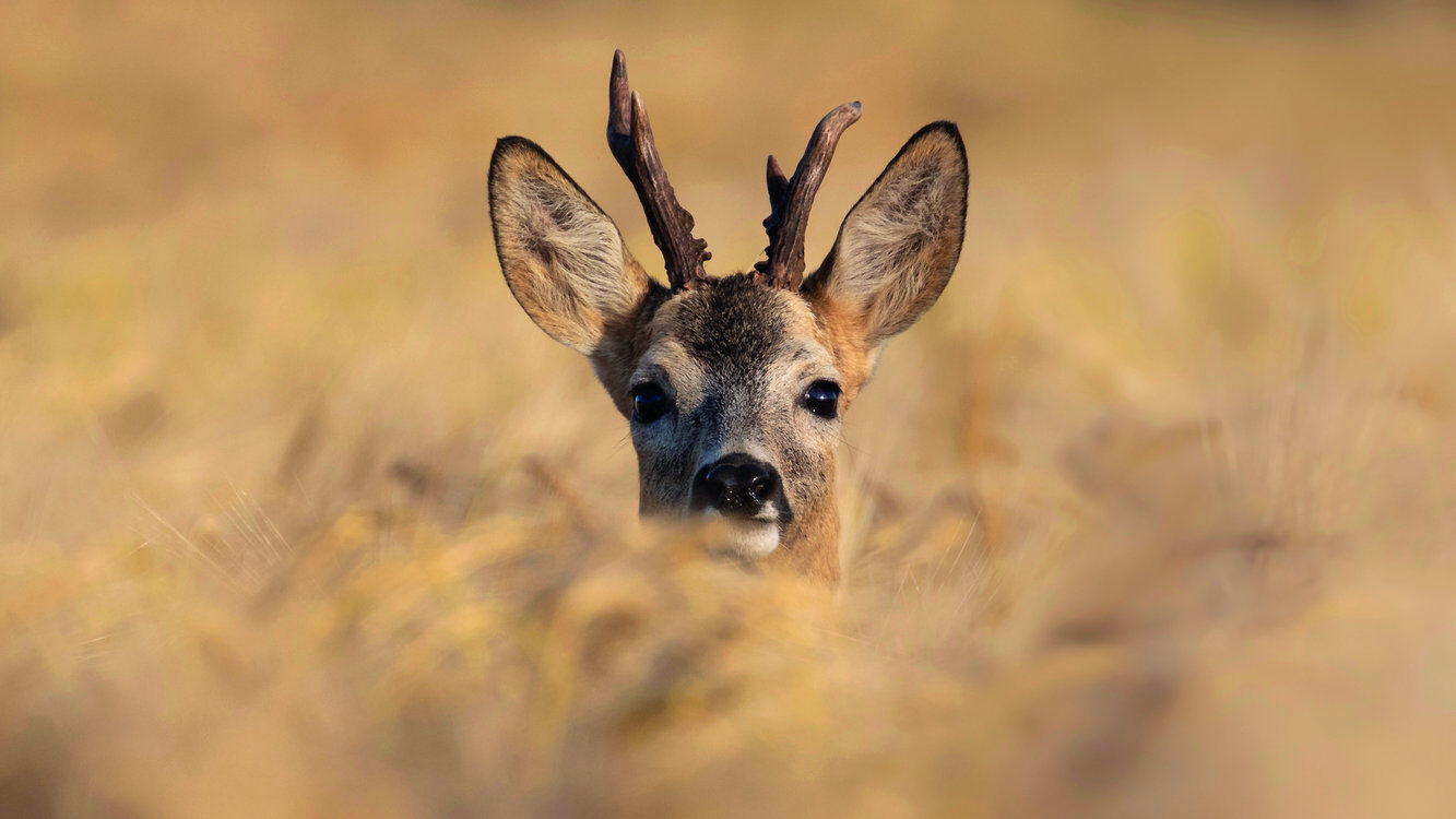 Naturama Kinderclub Supersinn