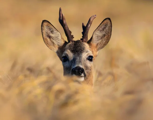 Naturama Kinderclub Supersinn