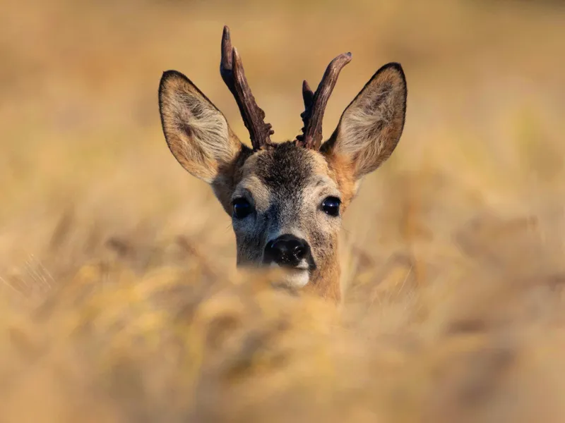 Naturama Kinderclub Supersinn