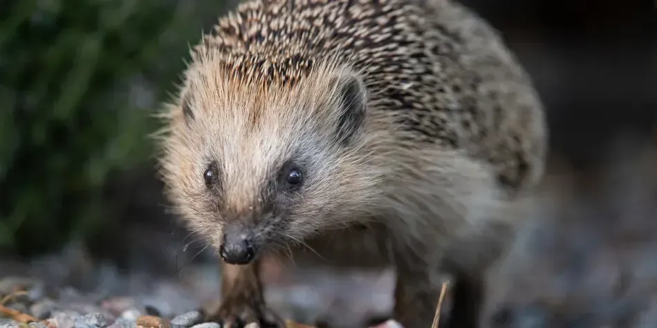 Jeder Garten kann igelfreundlich sein
