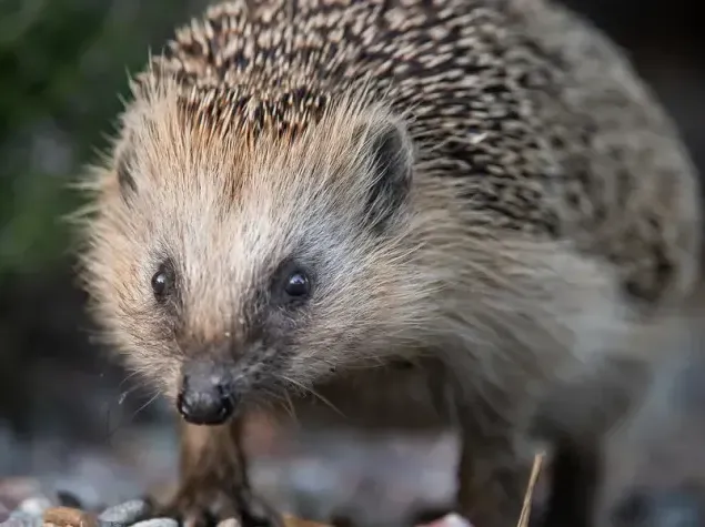 Jeder Garten kann igelfreundlich sein