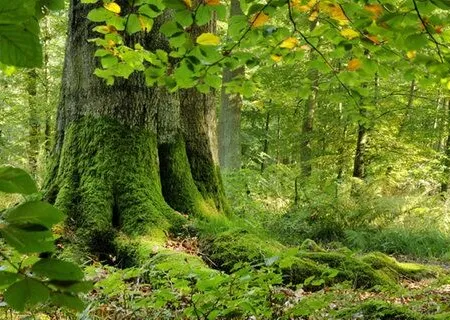 Gartenstadt trifft Stadtwald