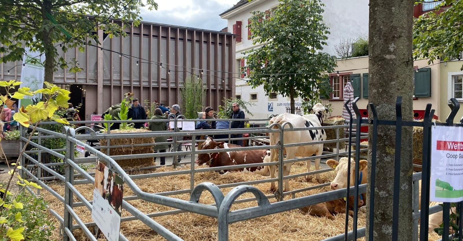 Aarau wird zum Bauernhof