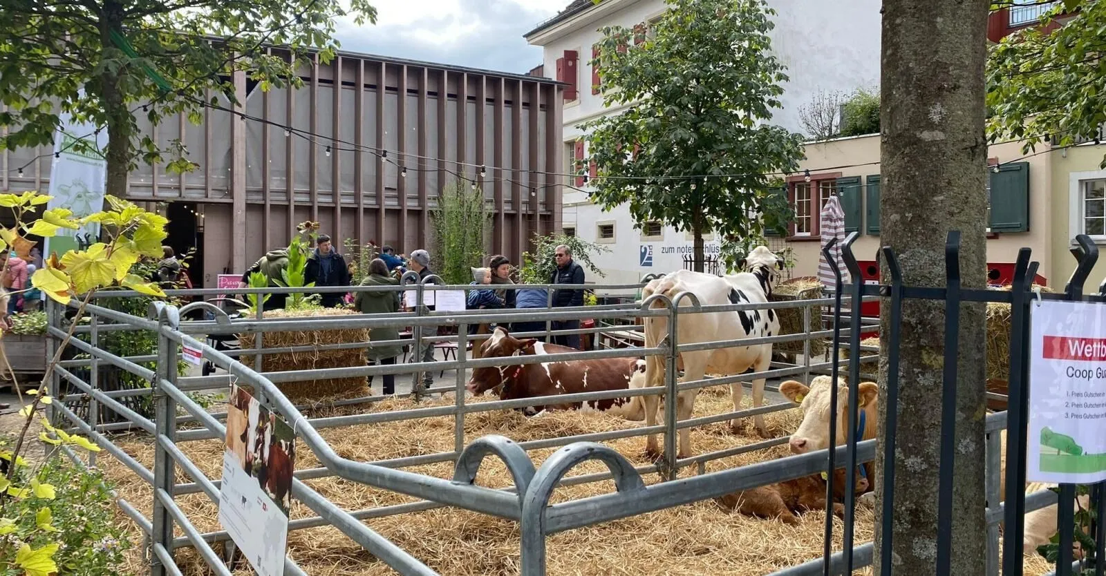 Aarau wird zum Bauernhof Aarau wird zum Bauernhof