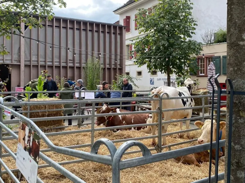 Aarau wird zum Bauernhof