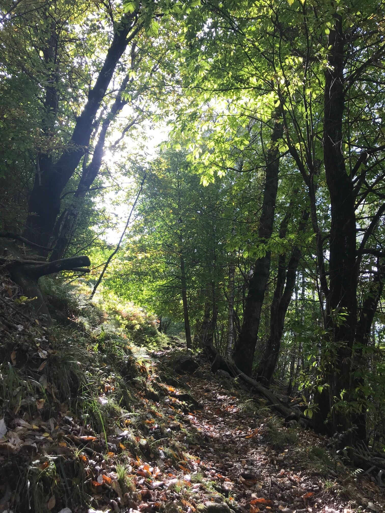 Atem- und Bewegungsstunde im Wald