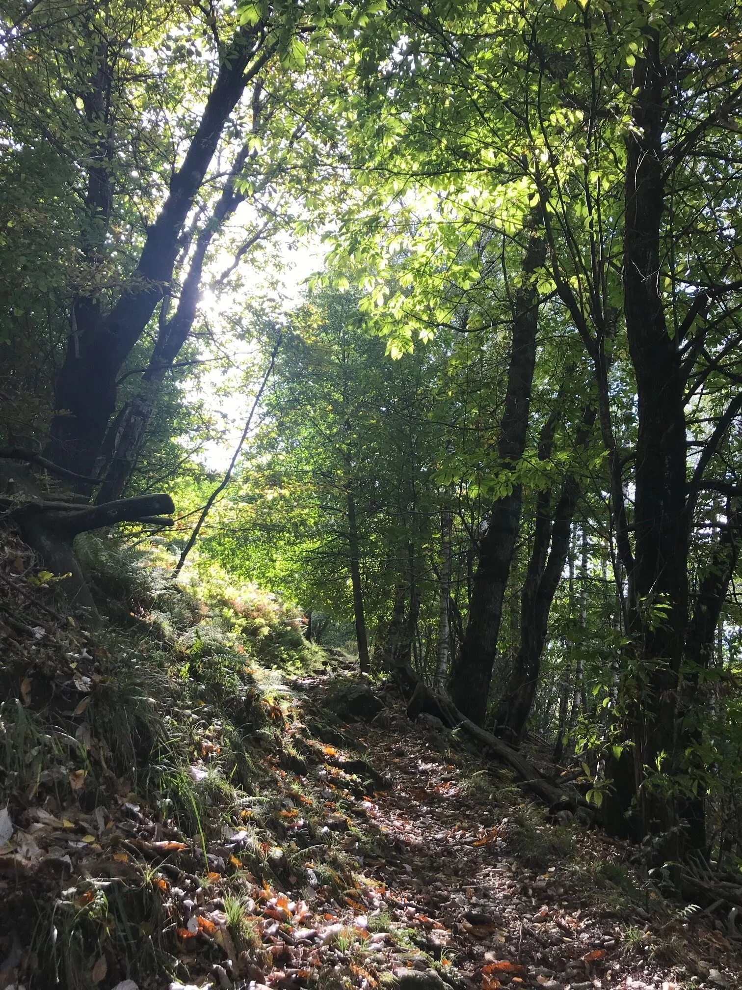 Atem- und Bewegungsstunde im Wald Atem- und Bewegungsstunde im Wald
