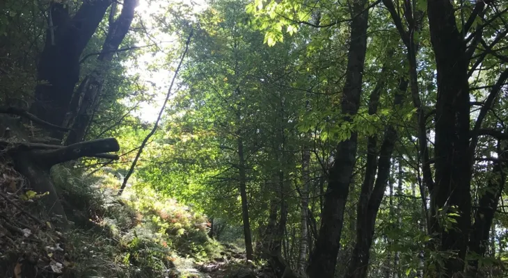 Atem- und Bewegungsstunde im Wald