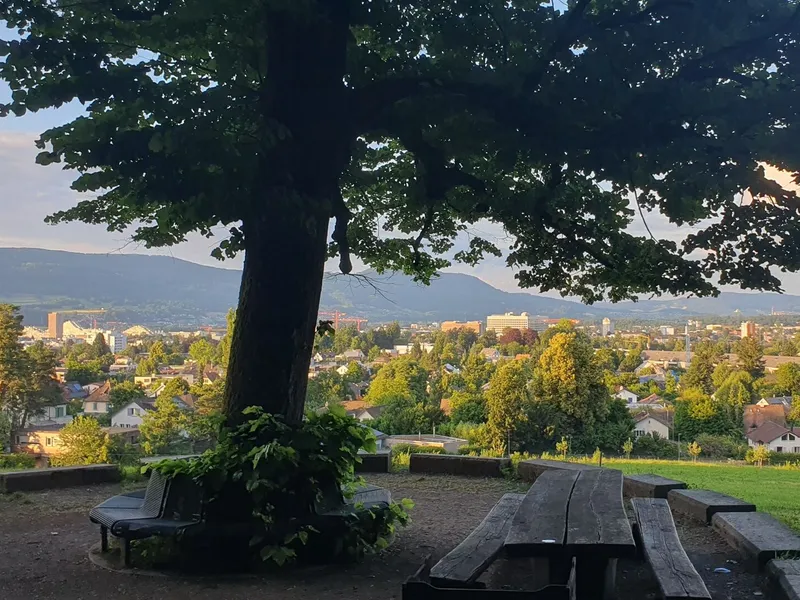 Friedenslinde in Aarau