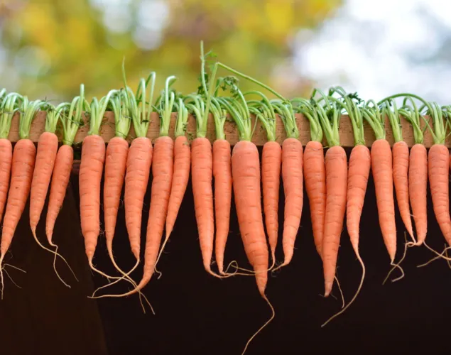 Aarauer Rüeblimärt – geniessen, entdecken, verweilen