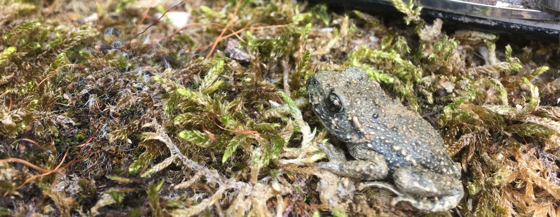 Faszintion Glögglifrosch