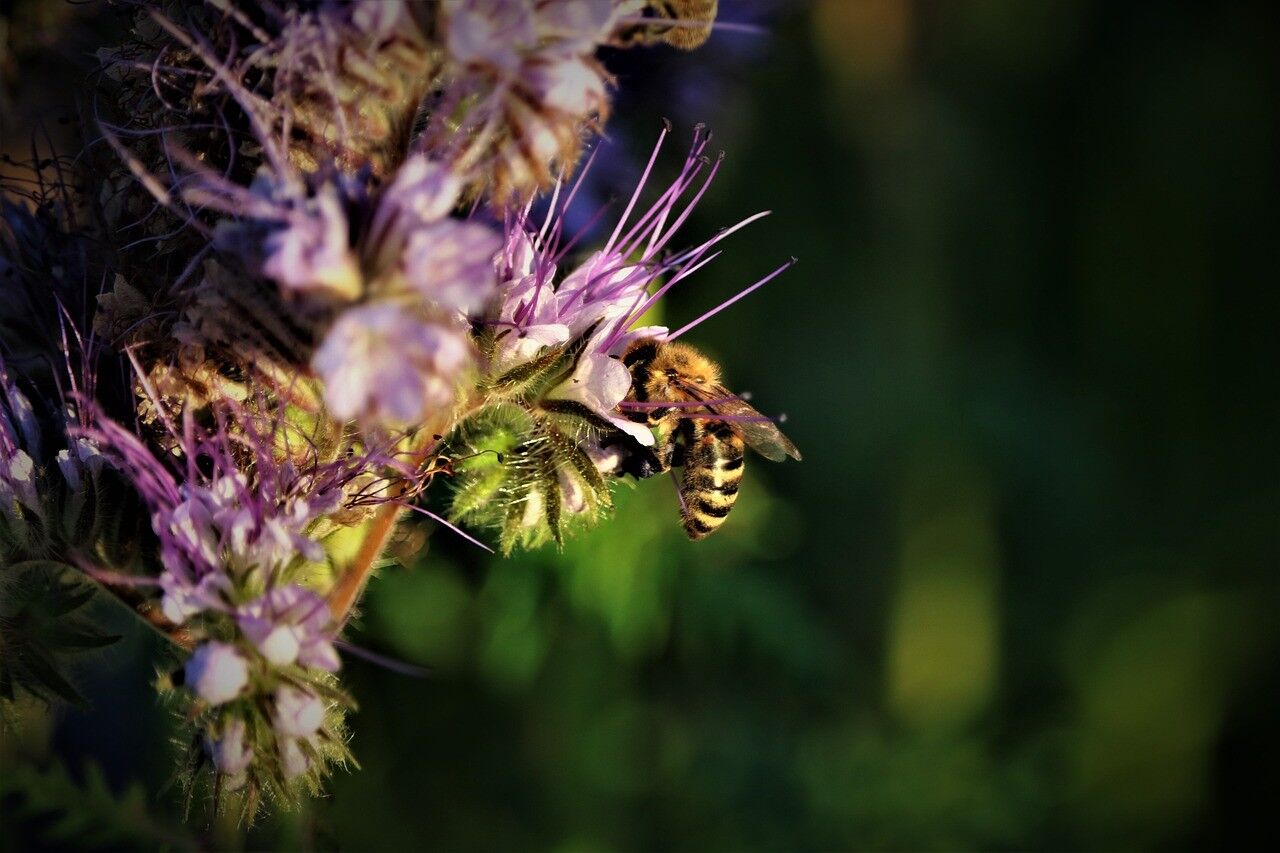 Talkabout Biodiversität