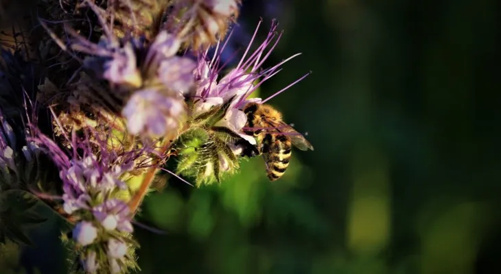 Talkabout Biodiversität