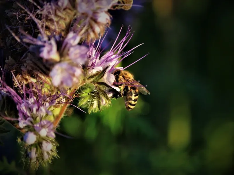 Talkabout Biodiversität
