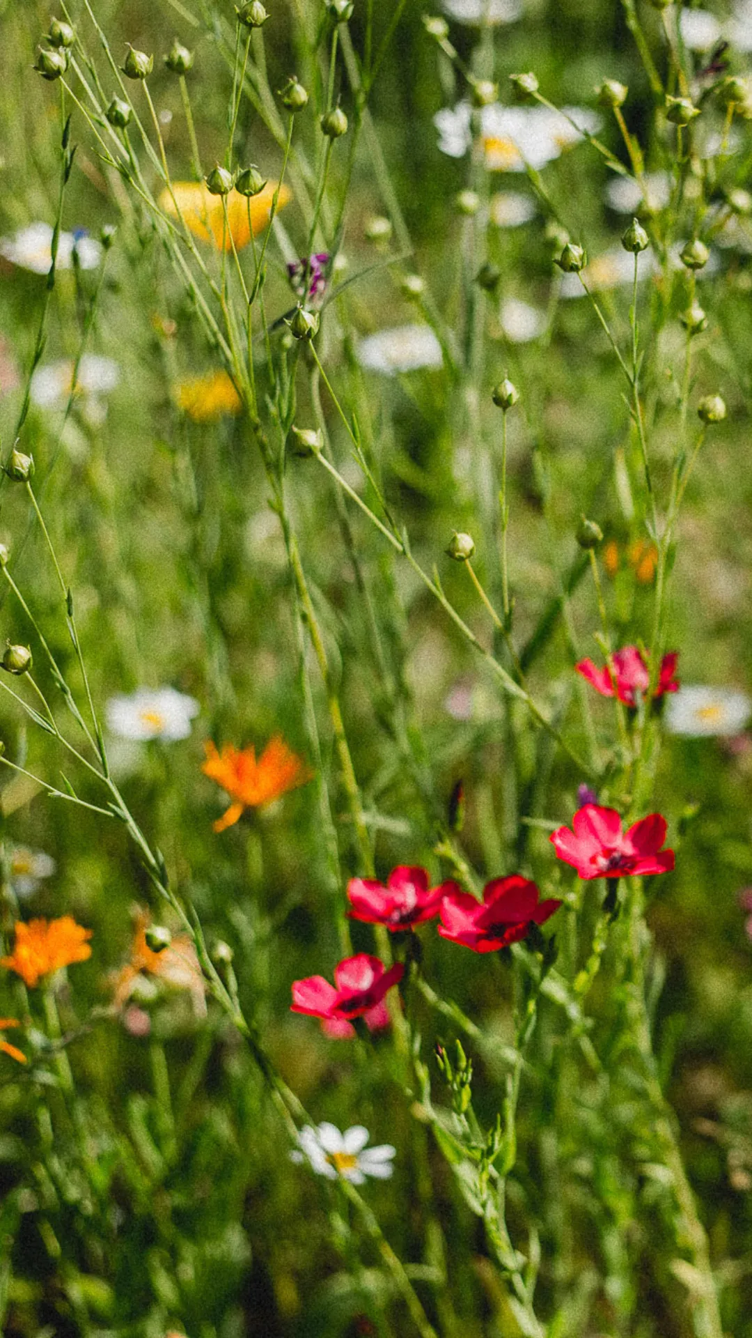 Heilpflanzenspaziergang in Aarau