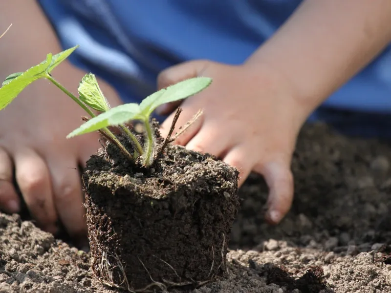 Setzlingstausch & Beflanzungsaktion