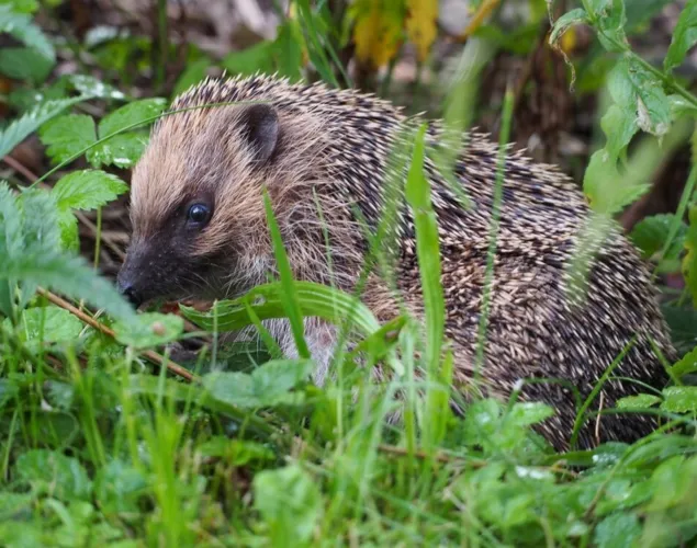 Tier um vier im Naturama-Garten: Igel