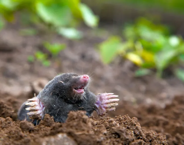 Kinderclub Supersinn: Tasten bei Mensch und Tier