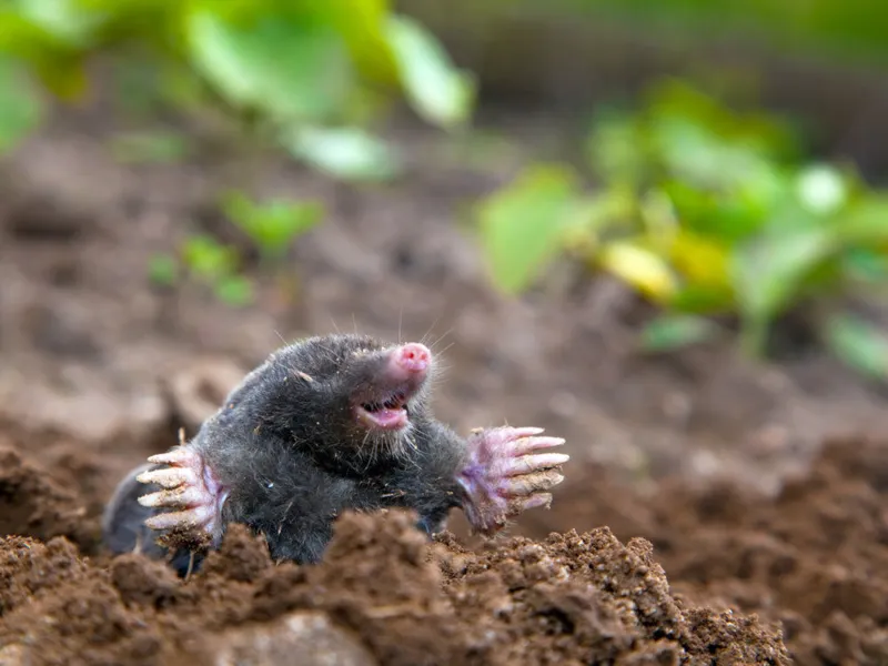 Kinderclub Supersinn: Tasten bei Mensch und Tier