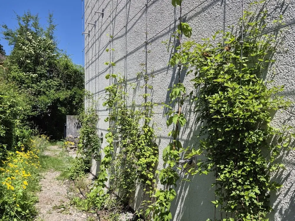 Hoch hinaus mit Vertikalbegrünung