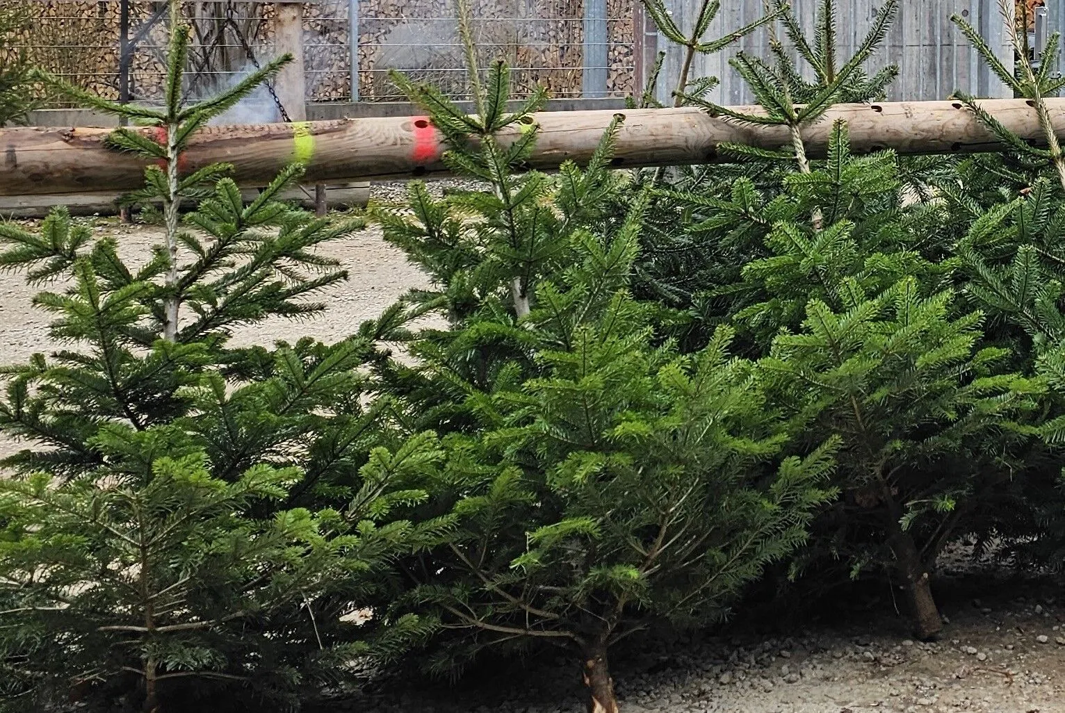 Weihnachtsbaumverkauf 2025