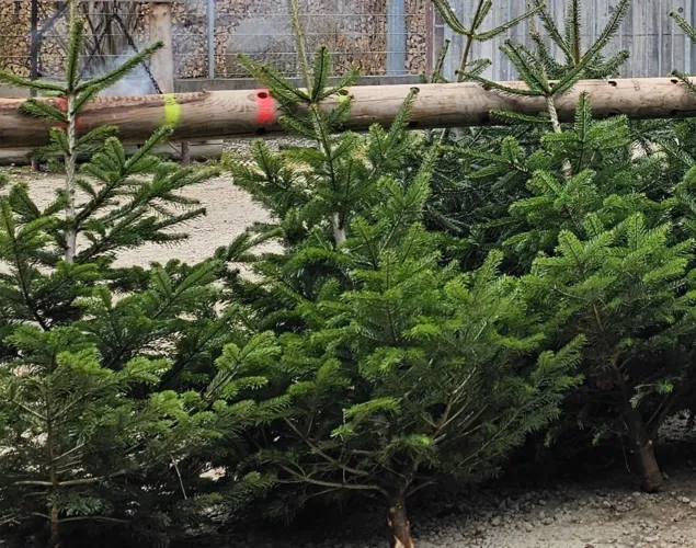 Weihnachtsbaumverkauf 2025