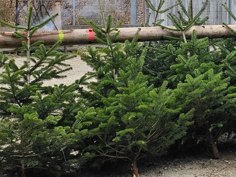 Weihnachtsbaumverkauf 2025
