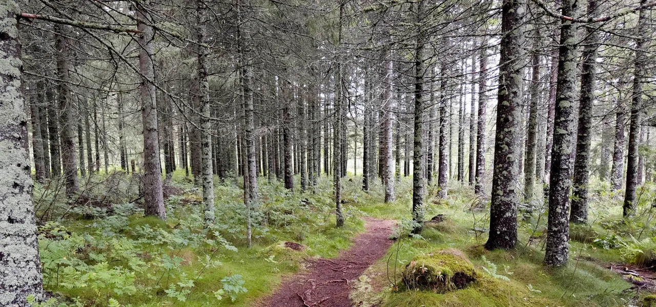 Die Kunst der Kommunikation