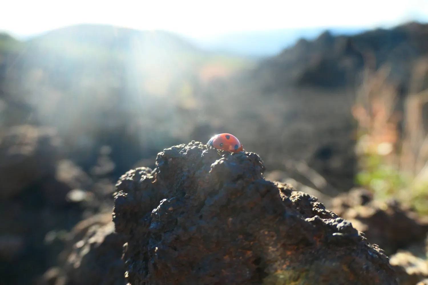 "Glück auf einem Lavastein", Schnappschuss 2025, Platz 3 in der Kategorie Kinder sehen die Natur (5 bis 12-Jährige)