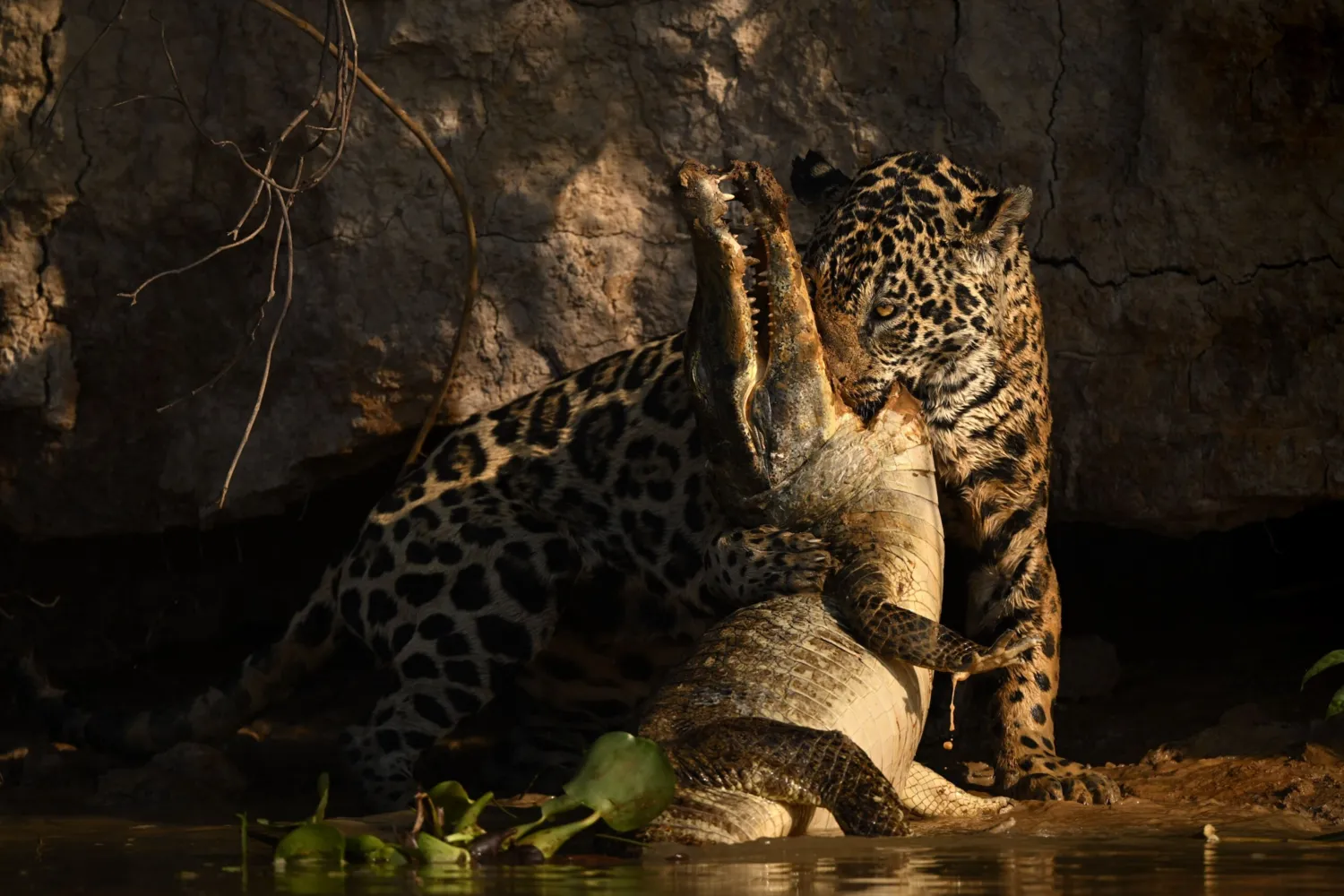 "Killer Instinct", Schnappschuss 2025, Kategorie Tierporträts/Tiere in ihrem Lebensraum/Verhalten Tiere, Top 10