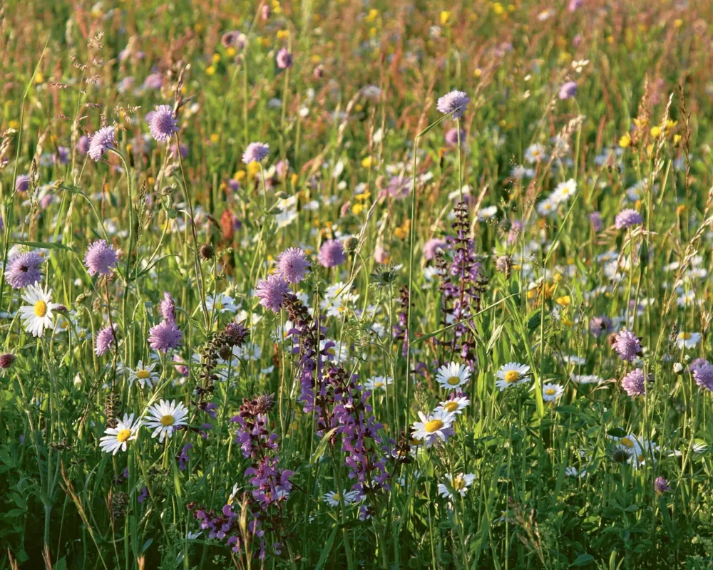 Wilde Bienen & sympathische Pflanzen
