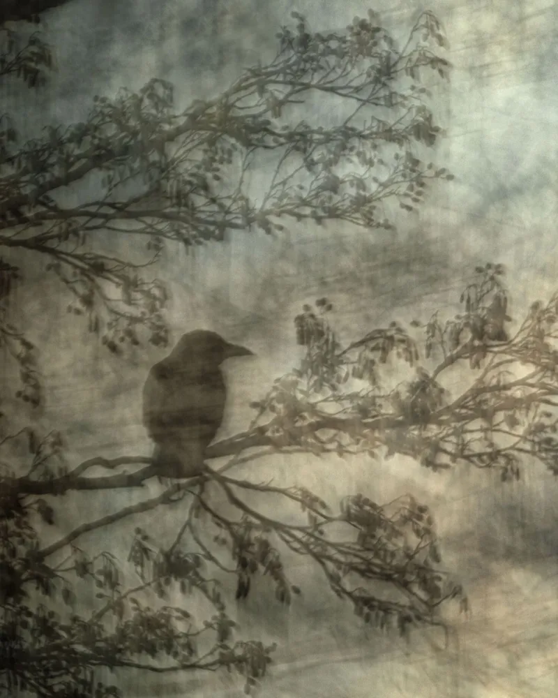 Gewinner Kategorie Form und Komposition – aufgenommen im Park im Grünen, Grün 80