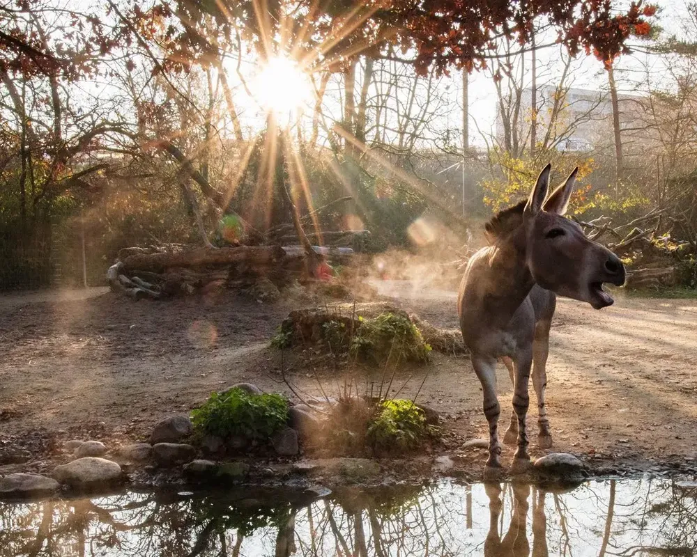 Guten Morgen Tierwelt