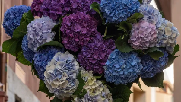 Floral Masterclass: Hortensienkranz