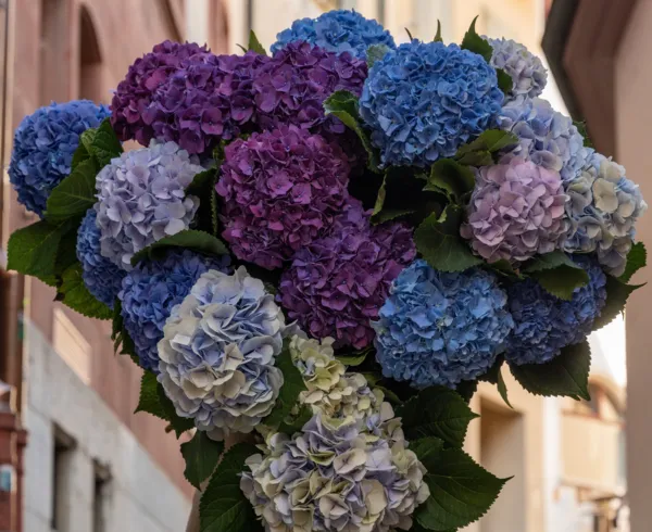 Floral Masterclass: Hortensienkranz