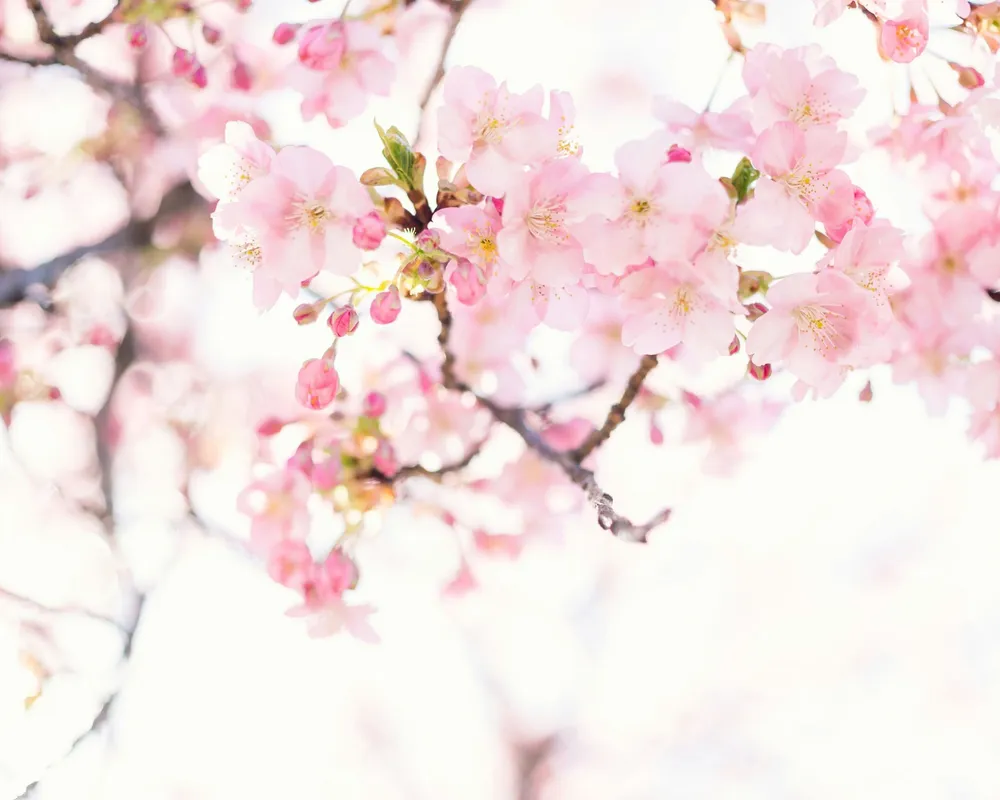 Eine Woche Japan in Basel