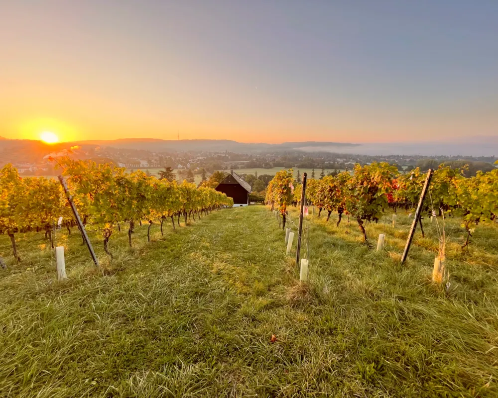 Weingut Riehen