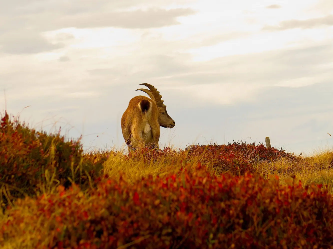 "Steinbock im Spätsommer", Schnappschuss 2025, Platz 2 in der Kategorie Kinder sehen die Natur (5 bis 12-Jährige)