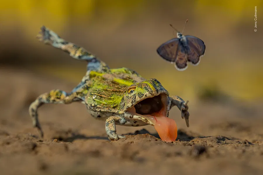 Vernissage: Wildlife Photographer of the Year