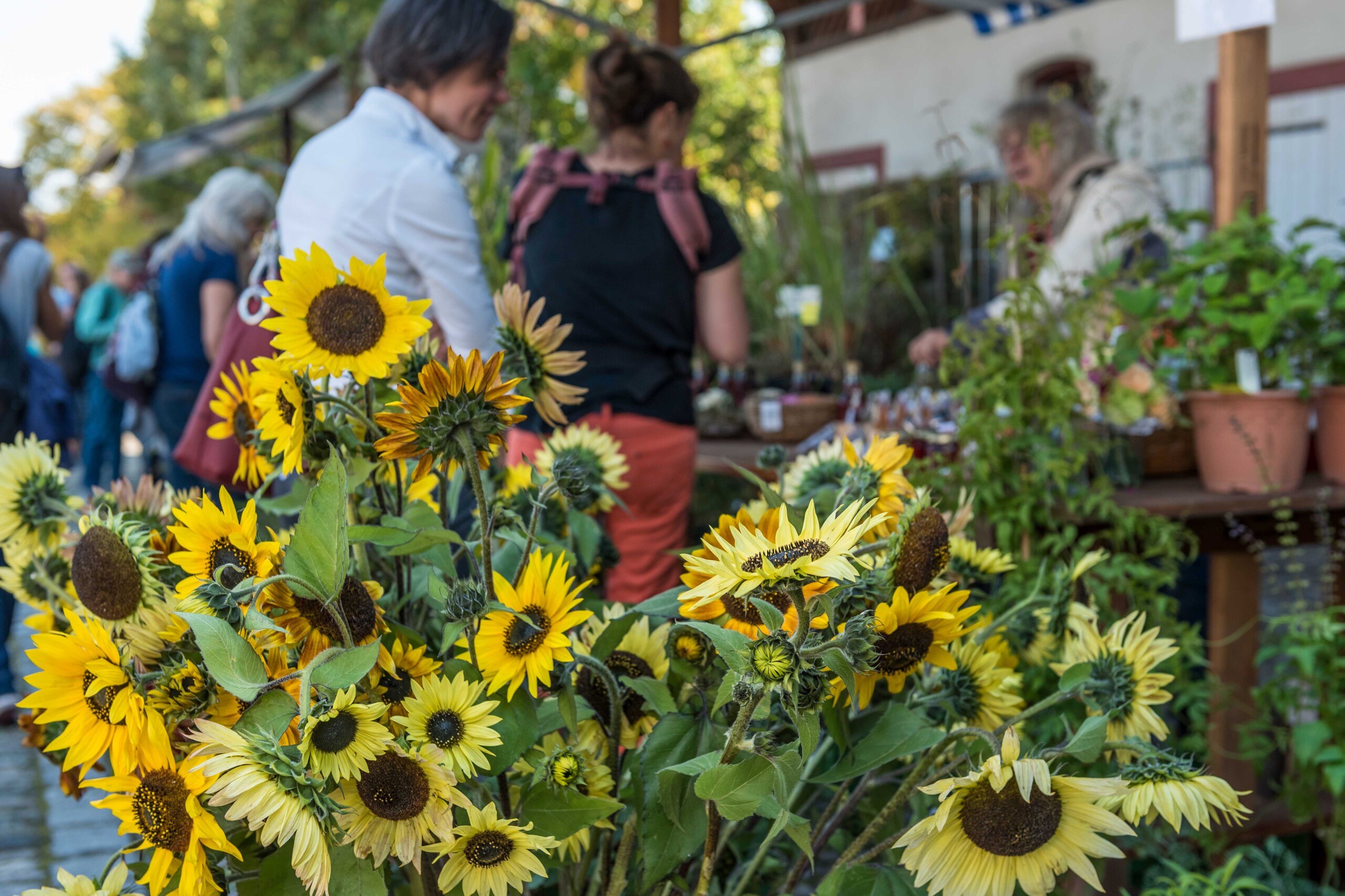 HerbstGartenZeit_07_MG_Schulthess